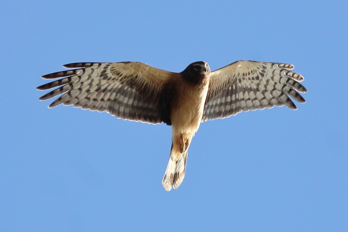 Northern Harrier - ML645694480