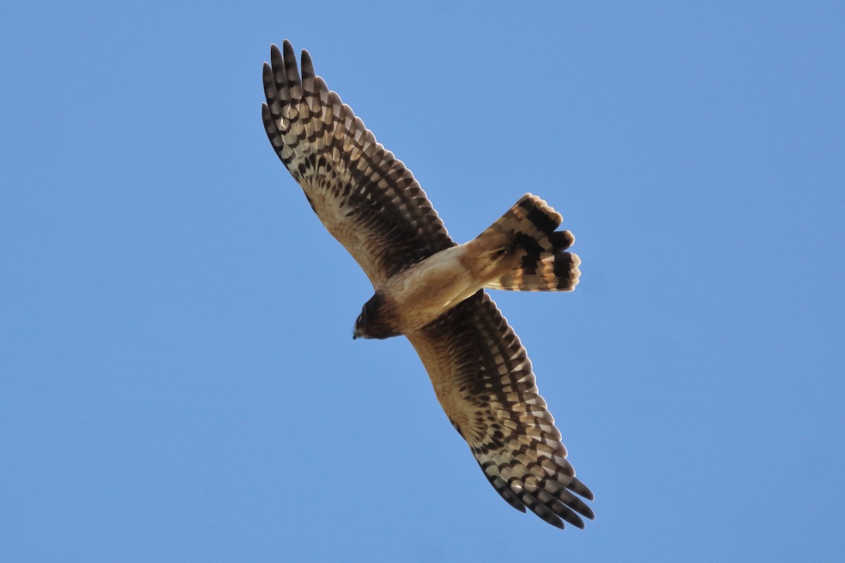 Northern Harrier - ML645694481
