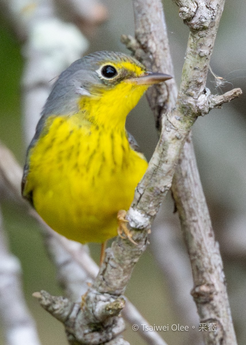 Reinita Canadiense - ML645694486