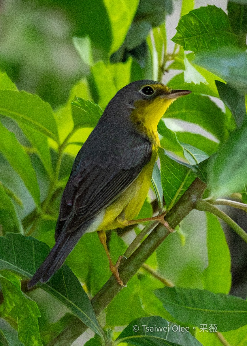 Reinita Canadiense - ML645694487