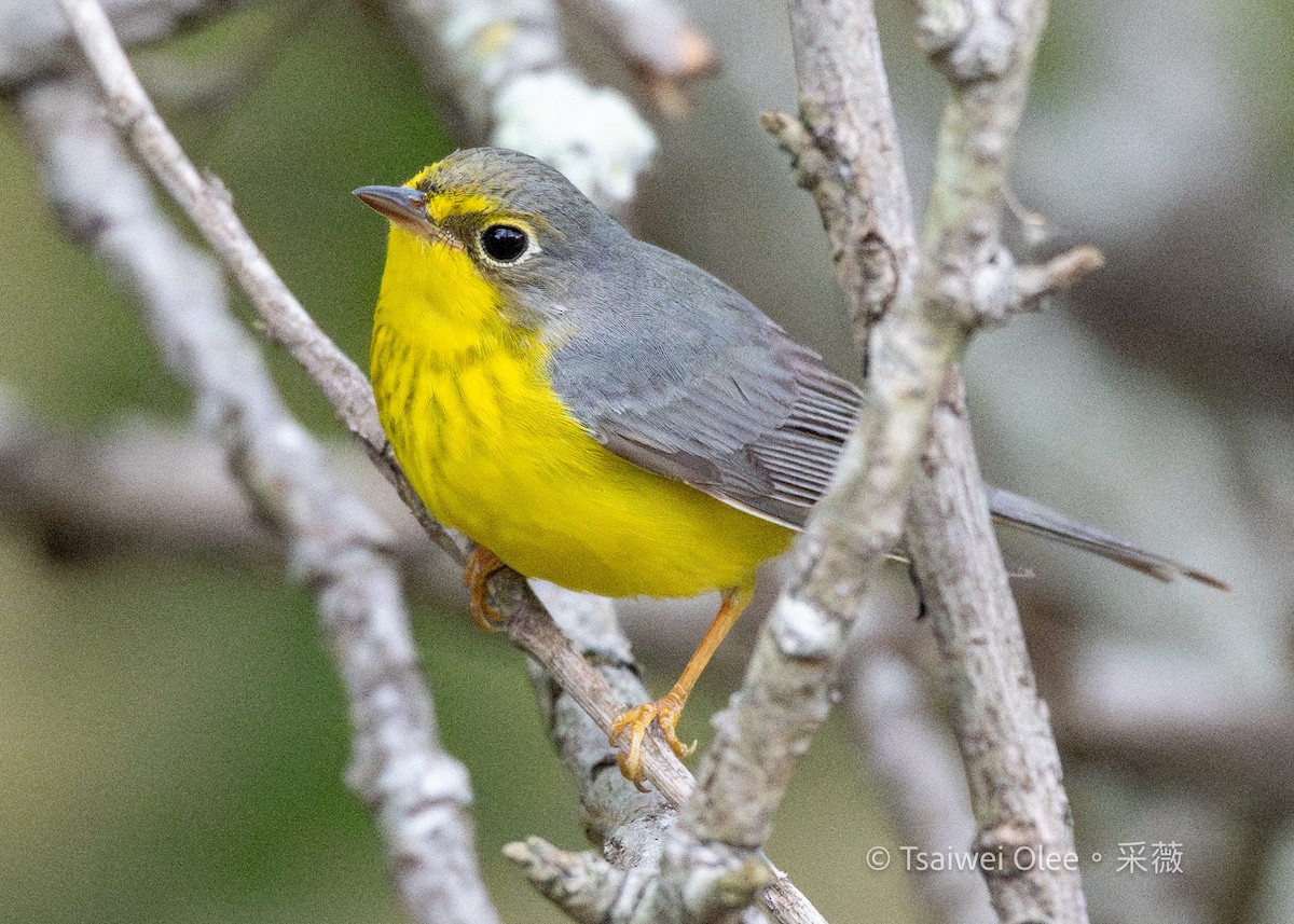 Reinita Canadiense - ML645694488