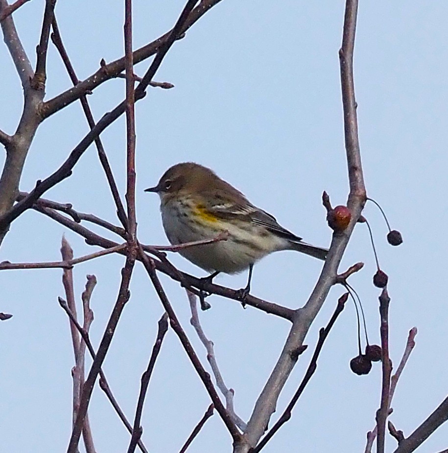 Yellow-rumped Warbler - ML645694491