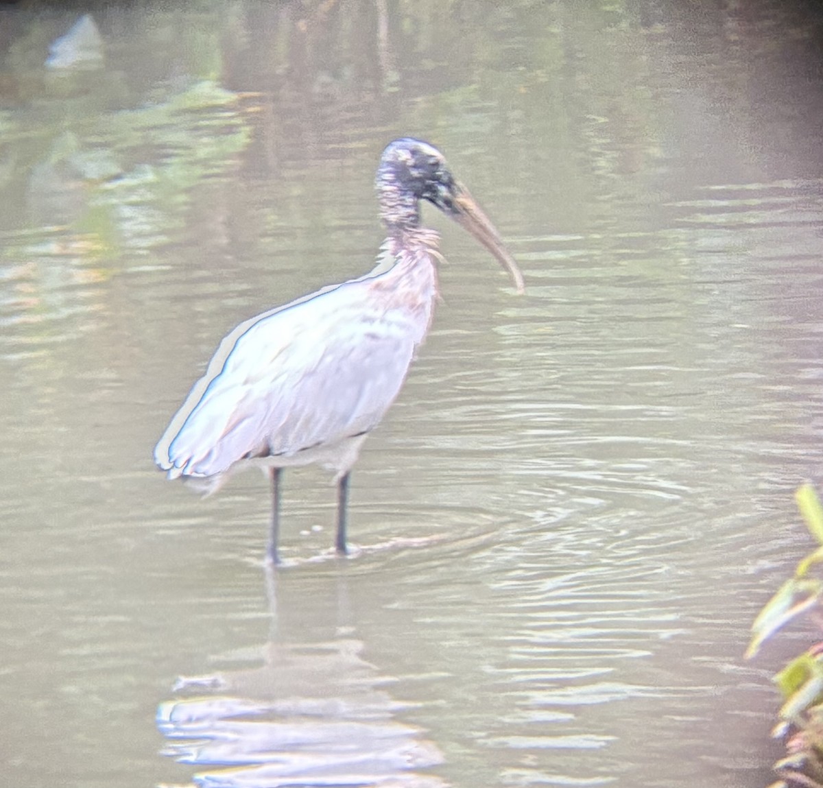 nesyt americký - ML645694496