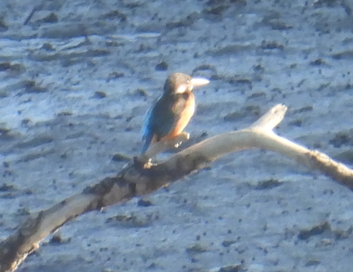 Common Kingfisher - ML645694497