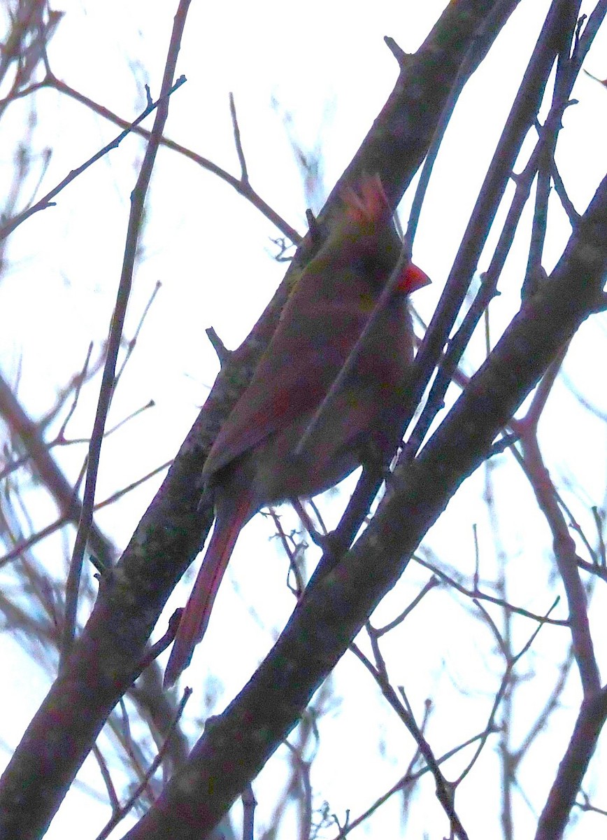 kardinál červený - ML645694499