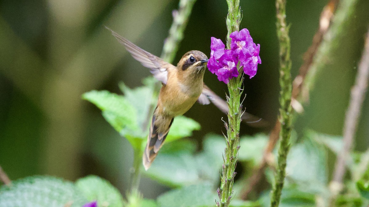 stripestrupeeremitt - ML645694517