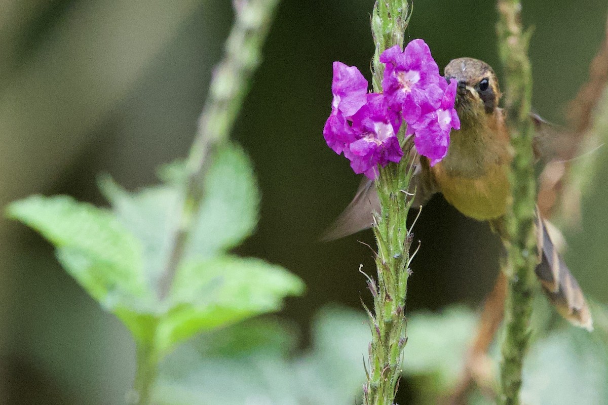 stripestrupeeremitt - ML645694518