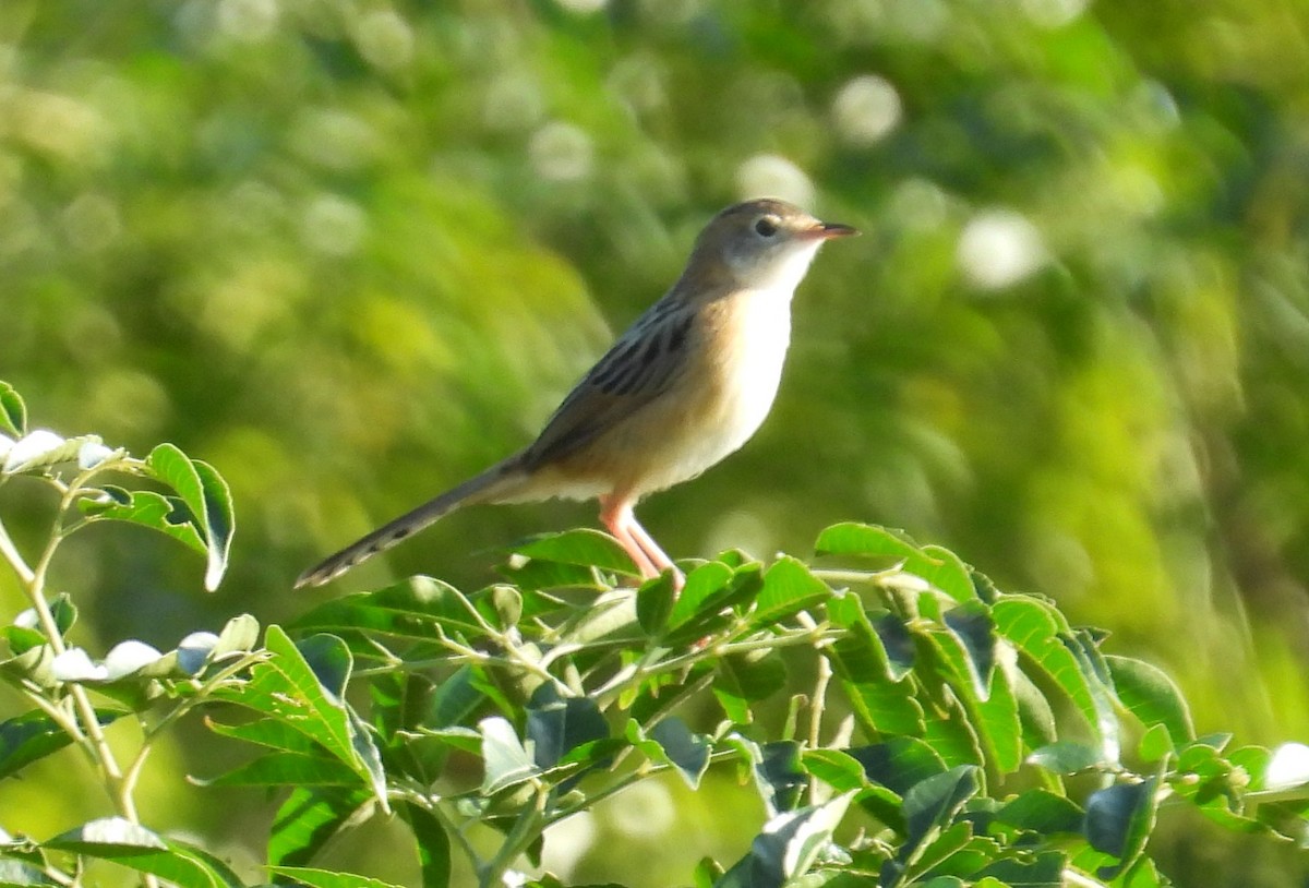 Golden-headed Cisticola - ML645694519