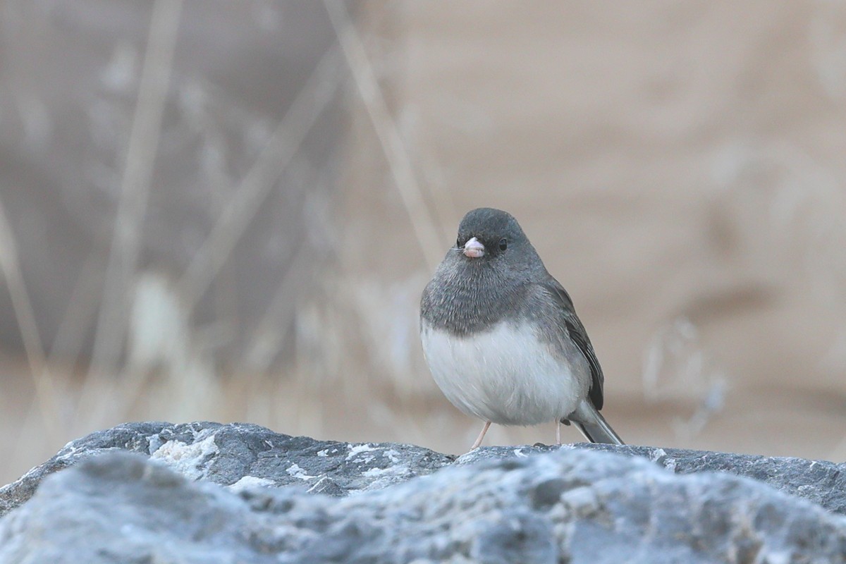 Dark-eyed Junco (Slate-colored/cismontanus) - ML645694522