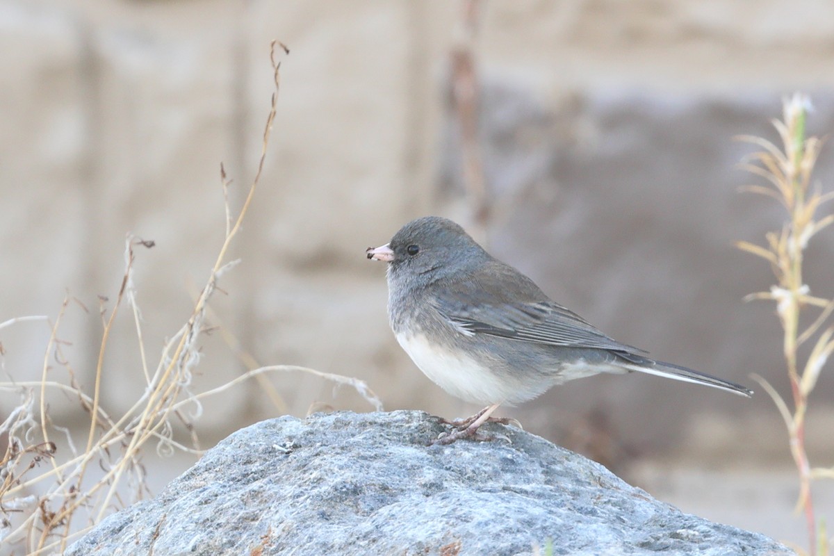 Dark-eyed Junco (Slate-colored/cismontanus) - ML645694523