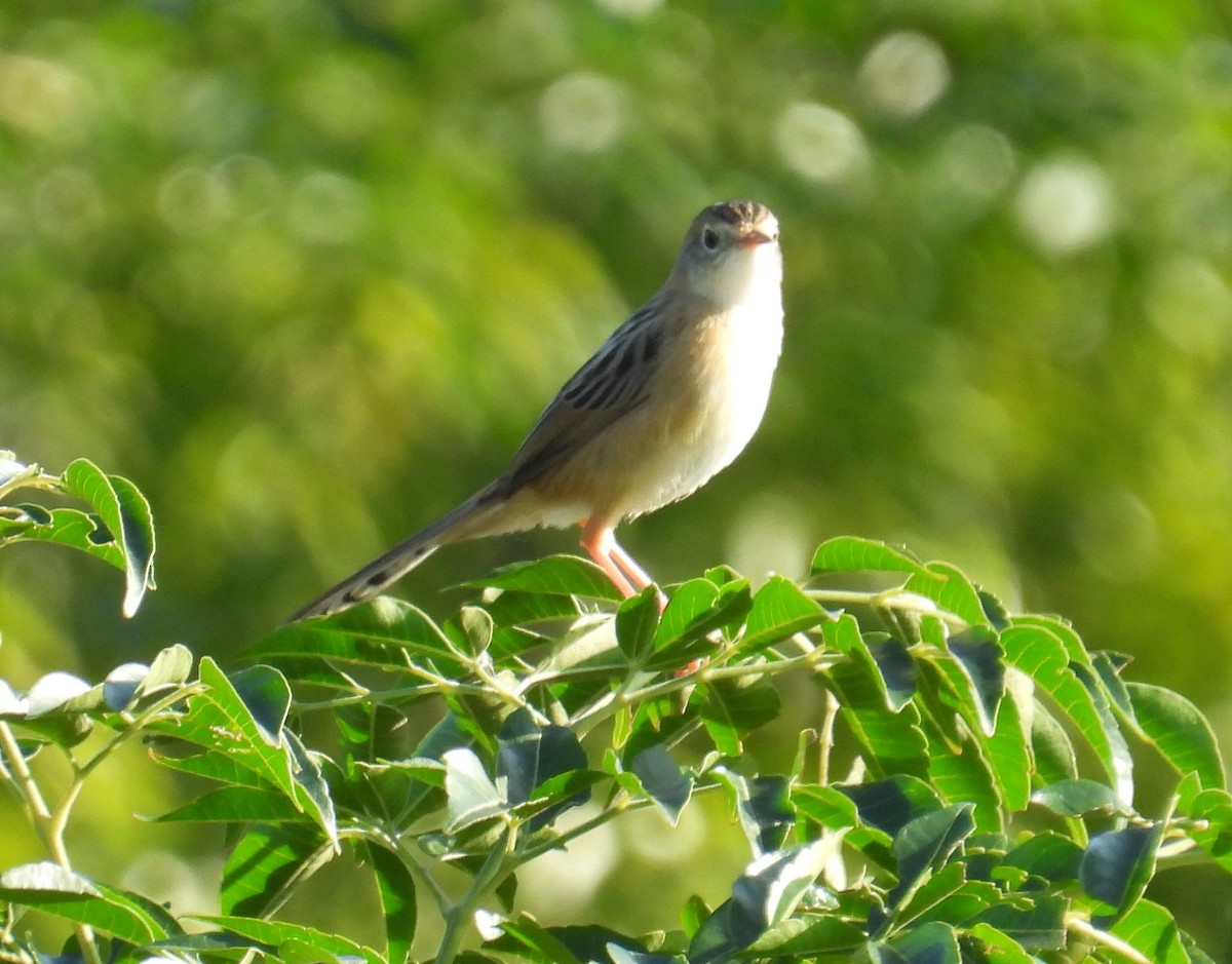 Golden-headed Cisticola - ML645694524
