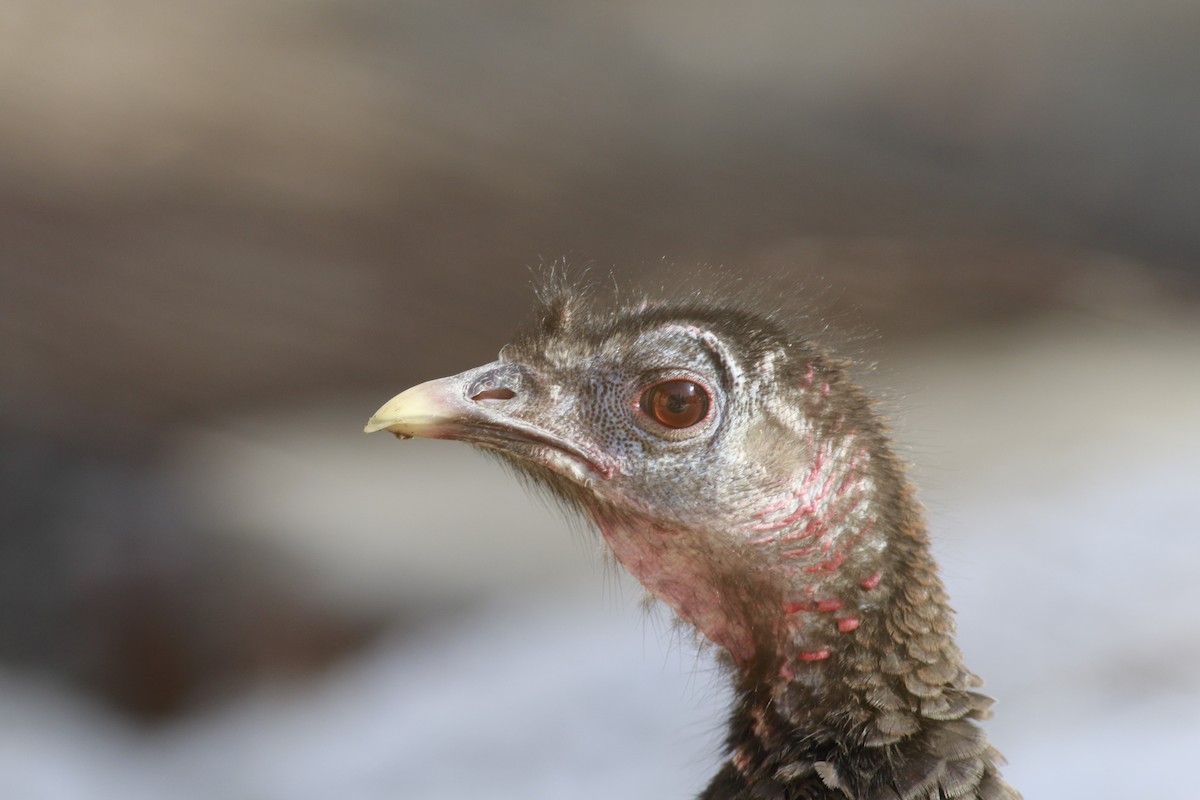 krocan divoký - ML645694525