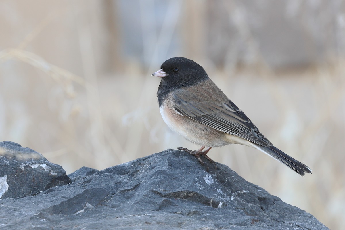 Dark-eyed Junco (Oregon) - ML645694527