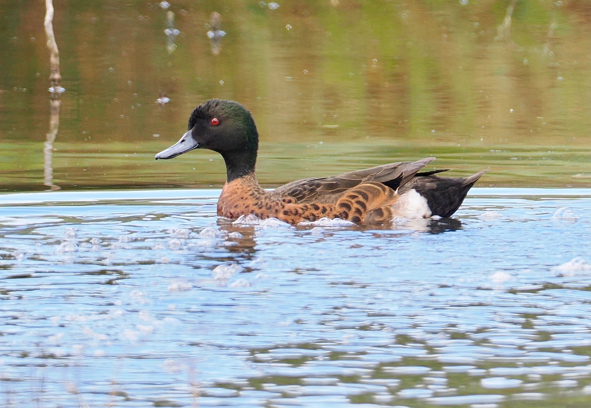 Chestnut Teal - ML645694533