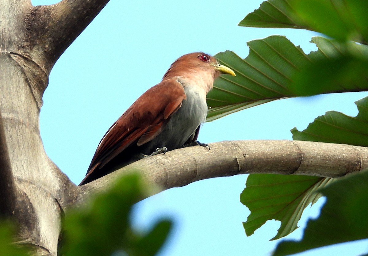 kukačka veverčí - ML645694550