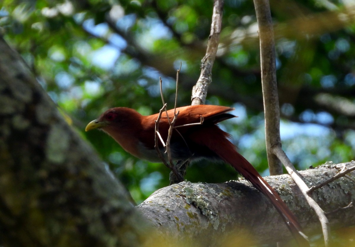 kukačka veverčí - ML645694551