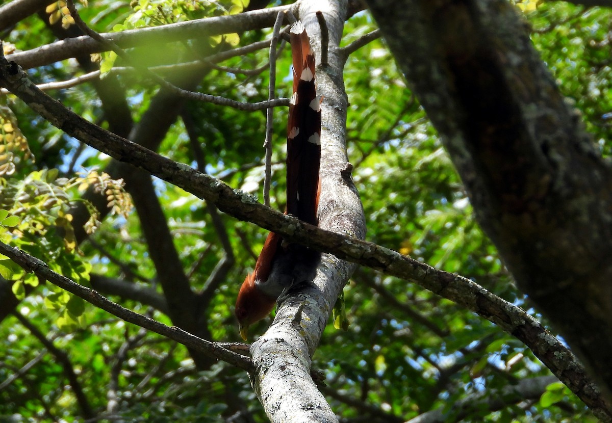 kukačka veverčí - ML645694552