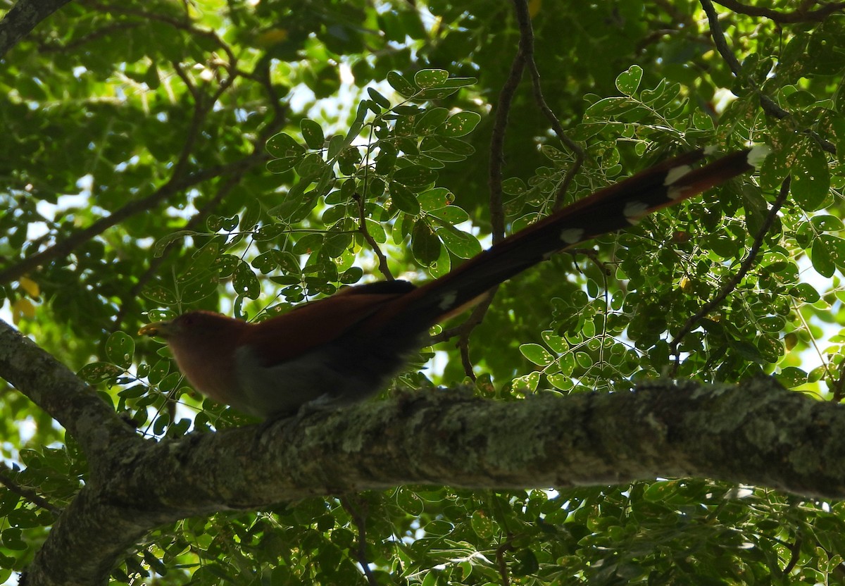 kukačka veverčí - ML645694553