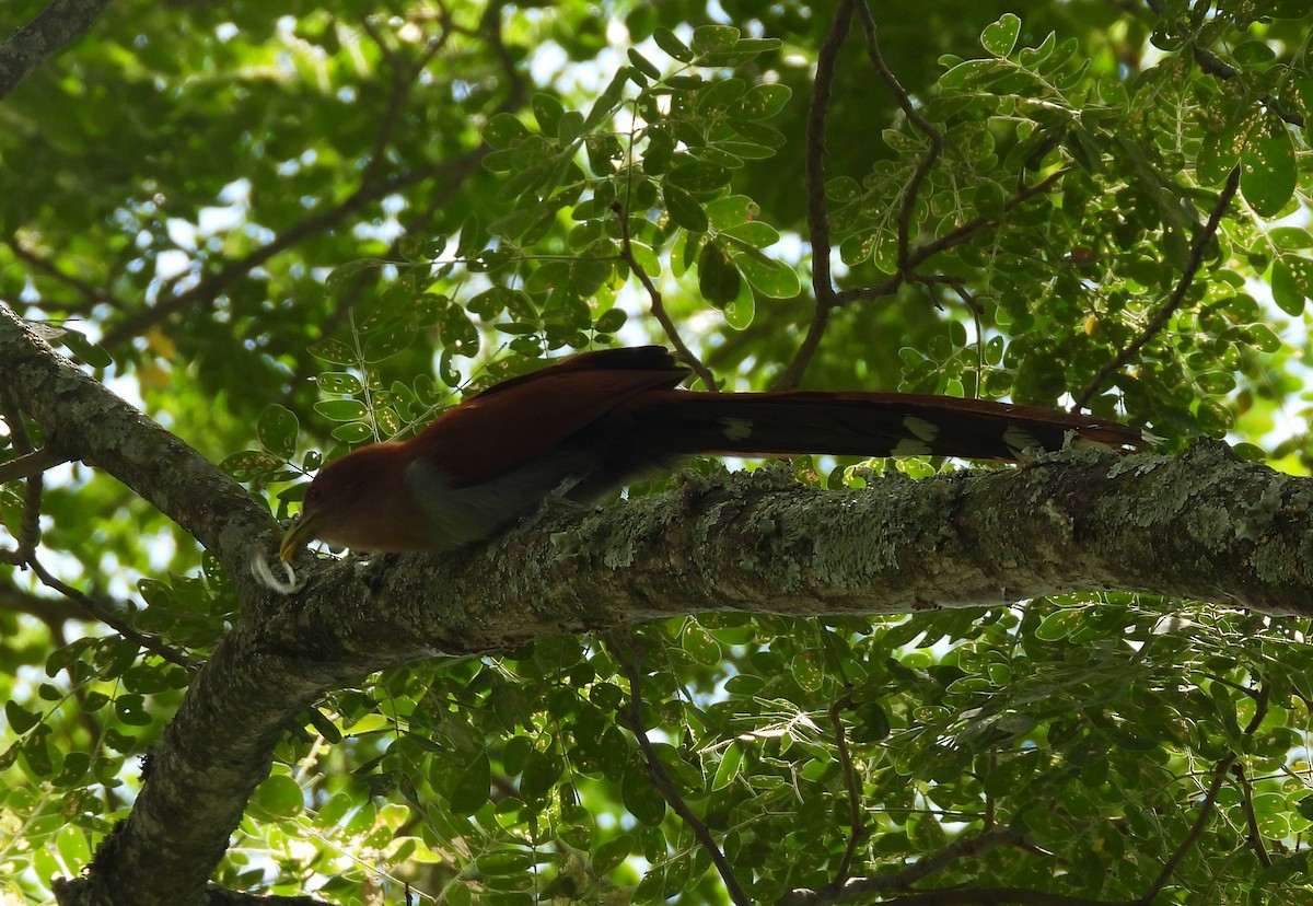 kukačka veverčí - ML645694554