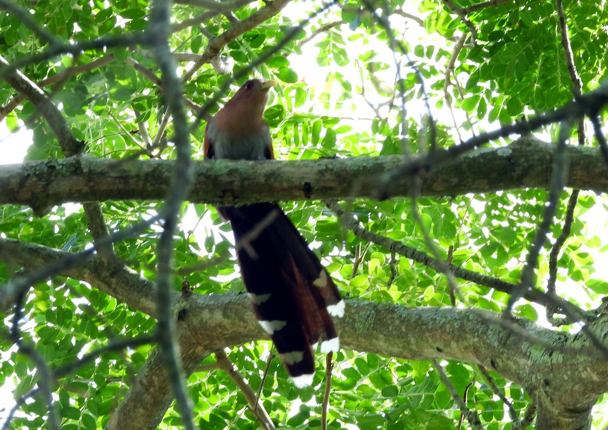 kukačka veverčí - ML645694555