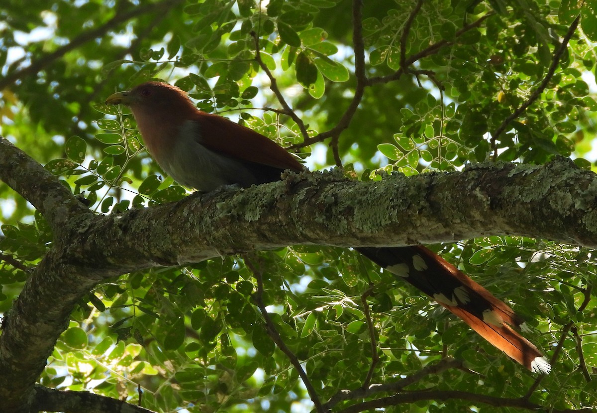 kukačka veverčí - ML645694556