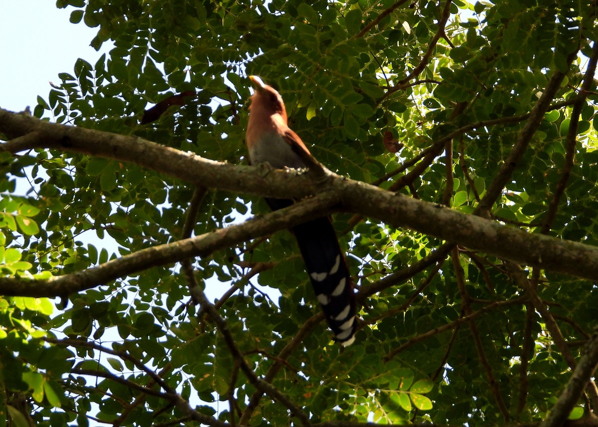 kukačka veverčí - ML645694557