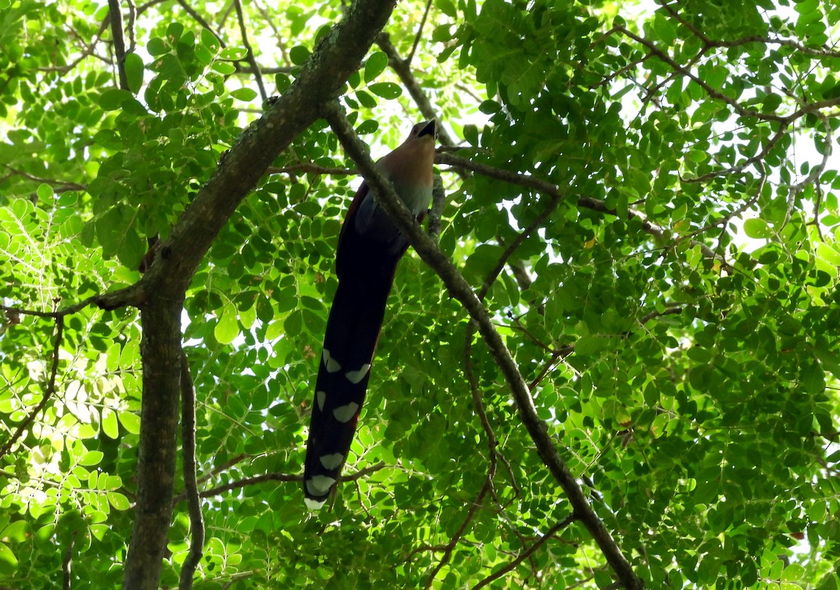 kukačka veverčí - ML645694558