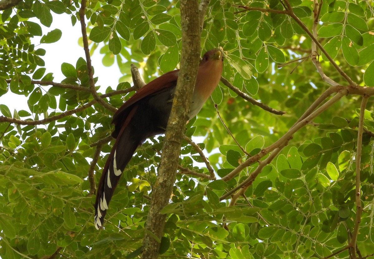 kukačka veverčí - ML645694559