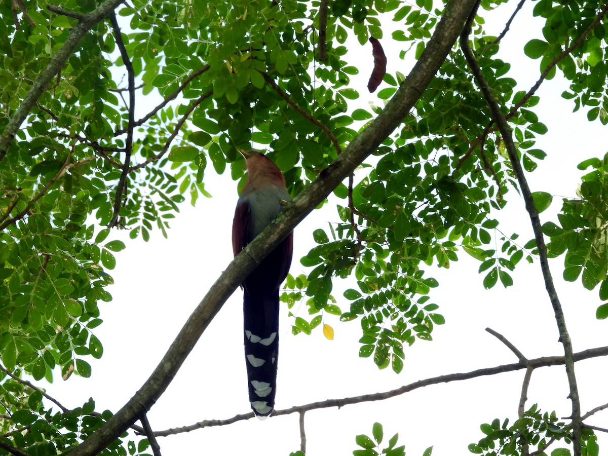 kukačka veverčí - ML645694563