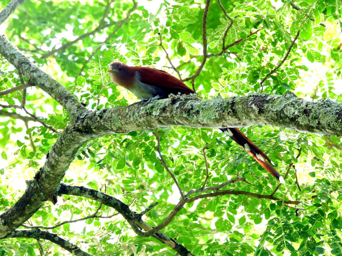 kukačka veverčí - ML645694568