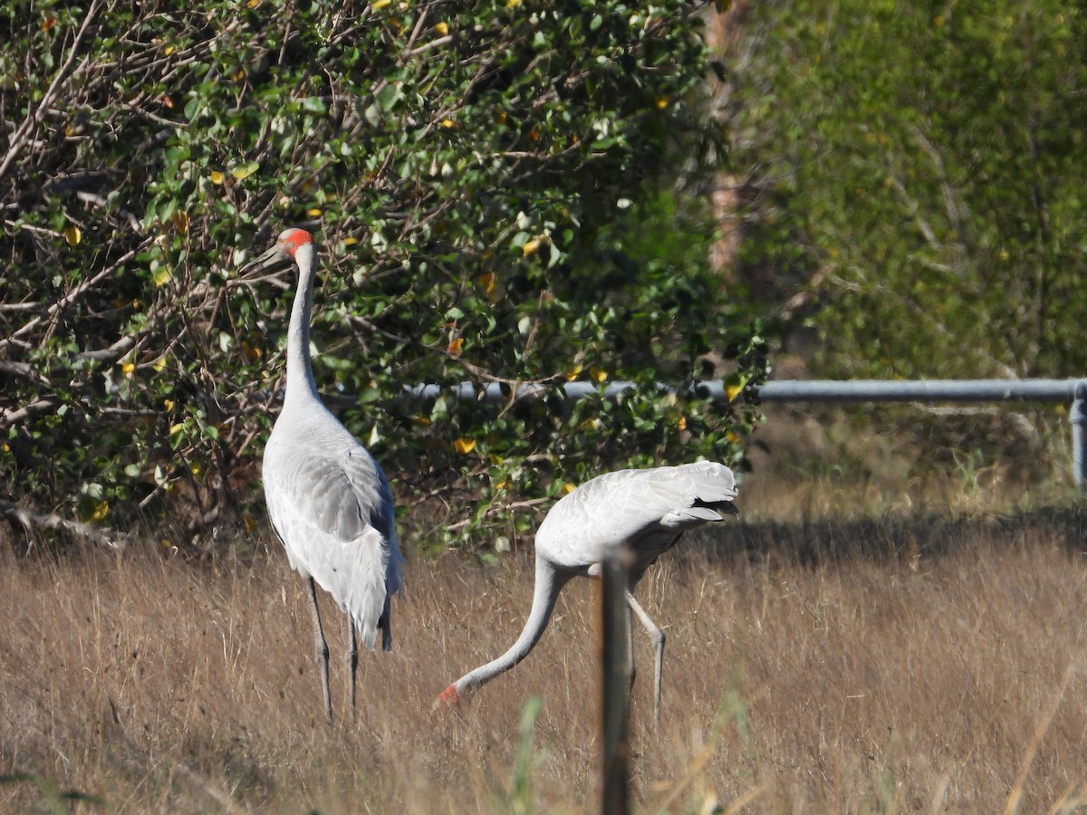 Brolga - ML645694569