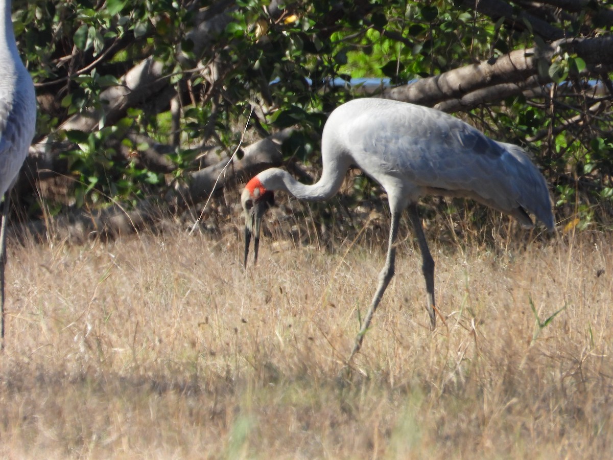 Brolga - ML645694570