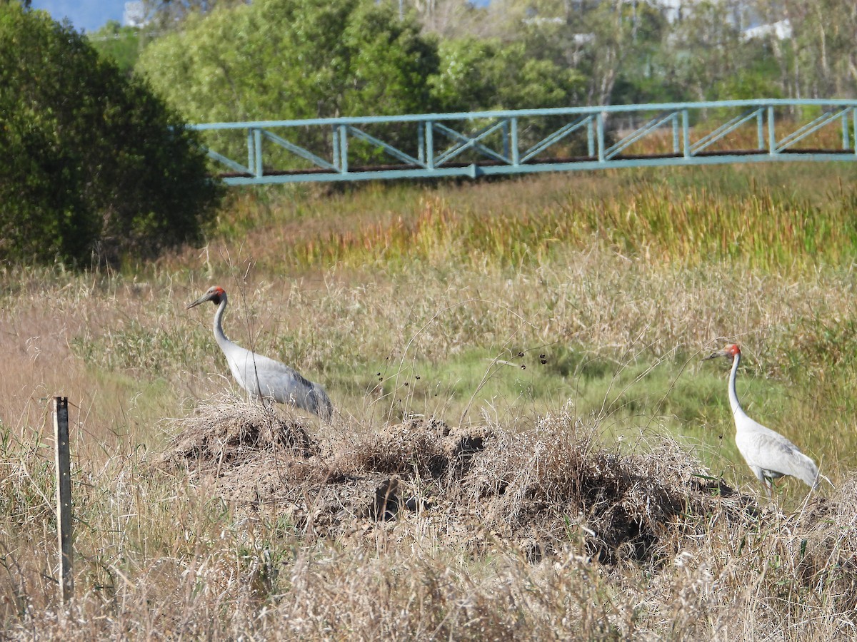 Brolga - ML645694571