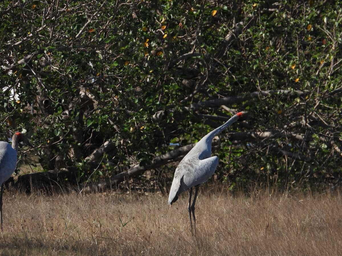 Brolga - ML645694572