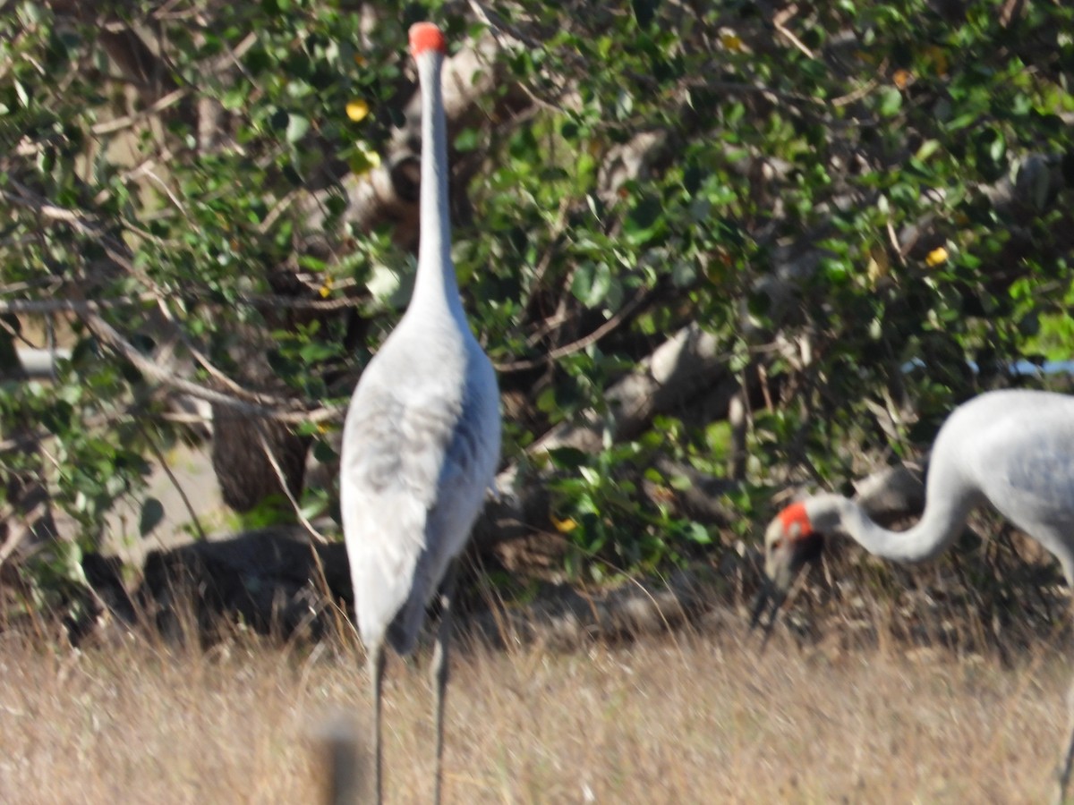 Brolga - ML645694573