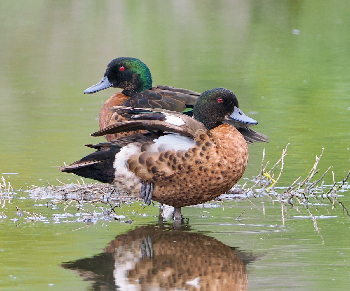 Chestnut Teal - ML645694574