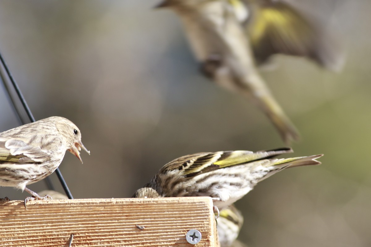 マツノキヒワ - ML645694585