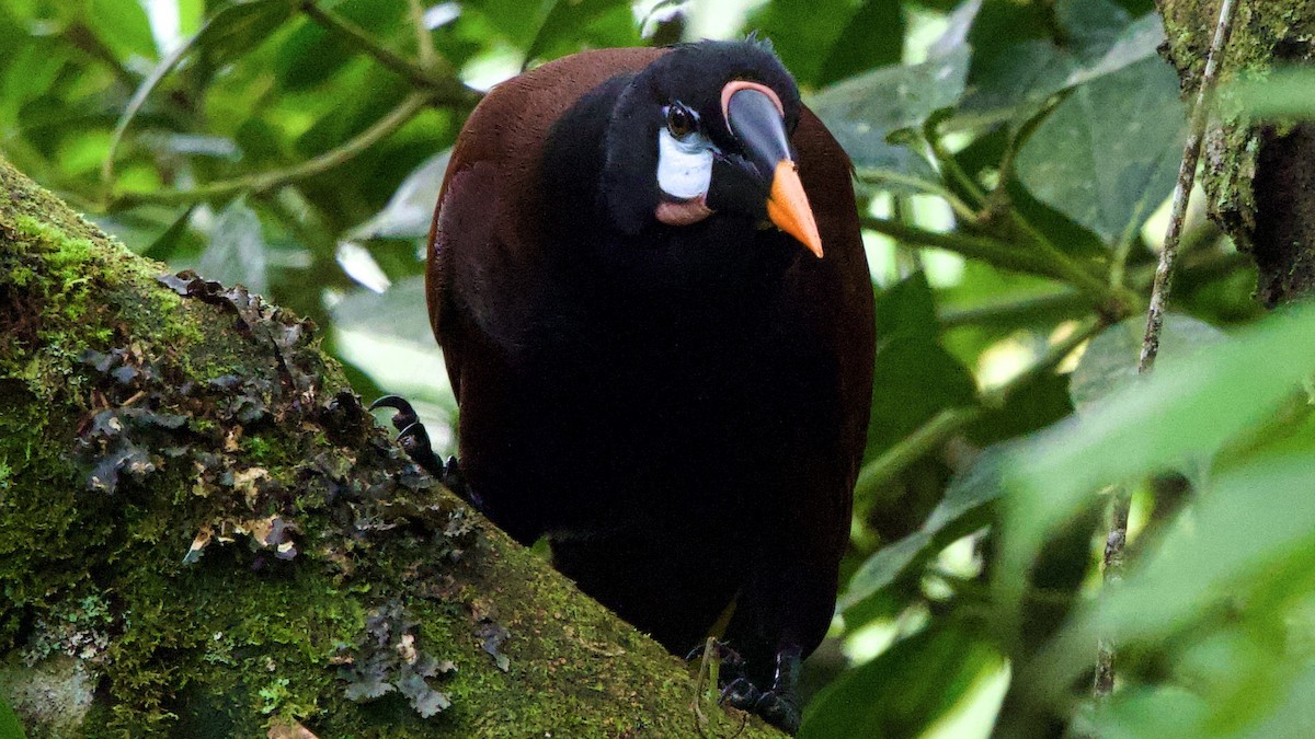 オオツリスドリ - ML645694591