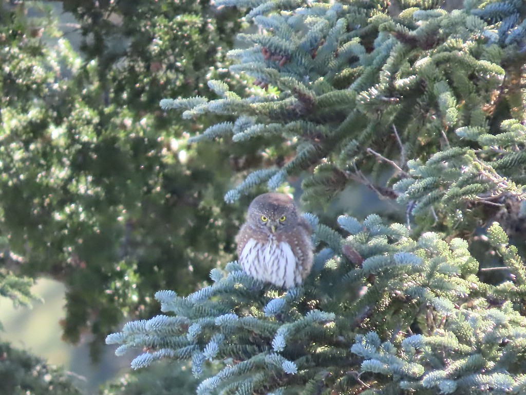 ロッキースズメフクロウ - ML645694592