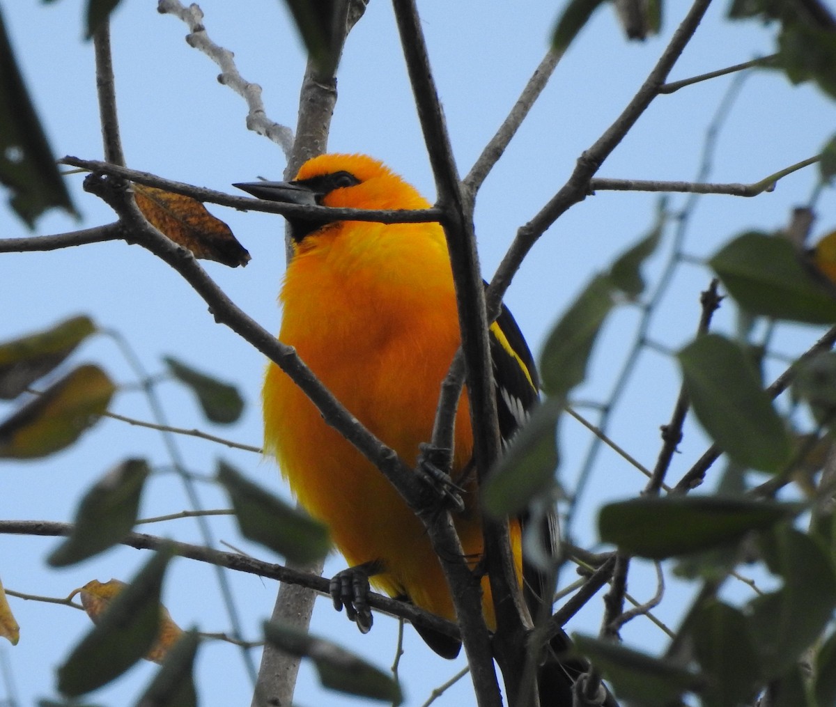 オレンジムクドリモドキ - ML645694593