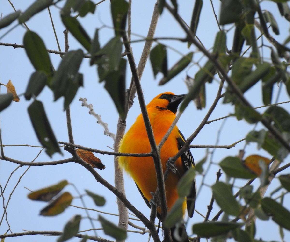 オレンジムクドリモドキ - ML645694594