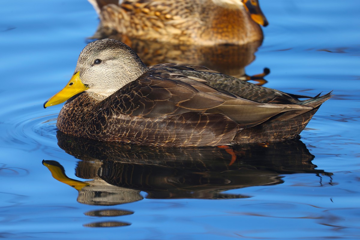 アメリカガモ - ML645694595