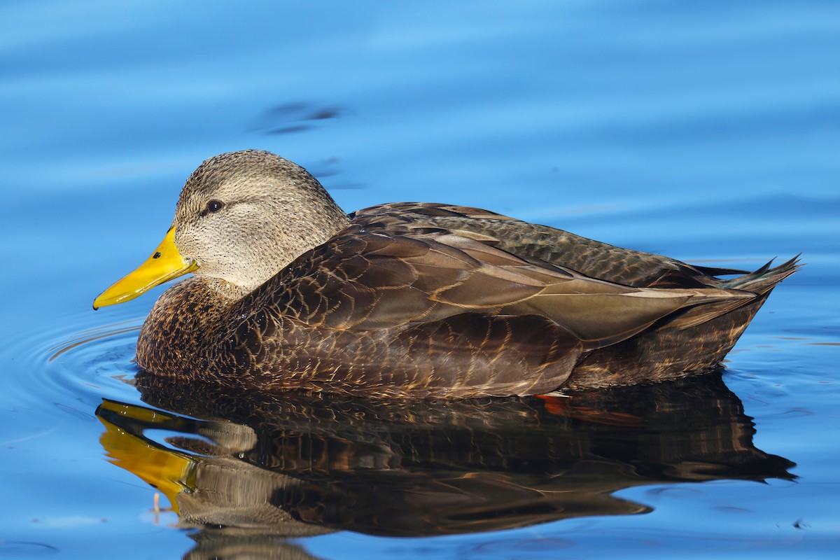 アメリカガモ - ML645694596