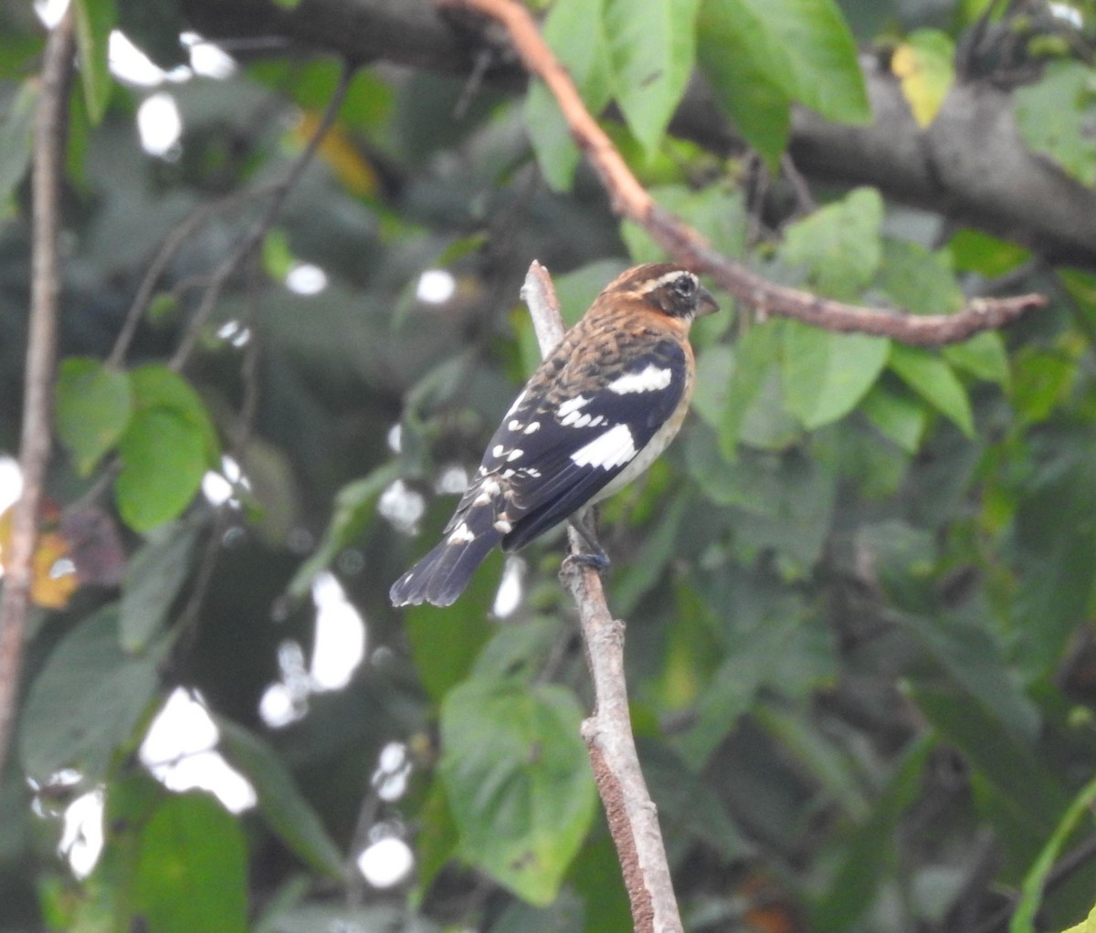 ムネアカイカル - ML645694597