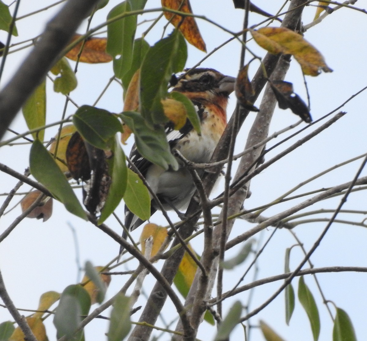 ムネアカイカル - ML645694598