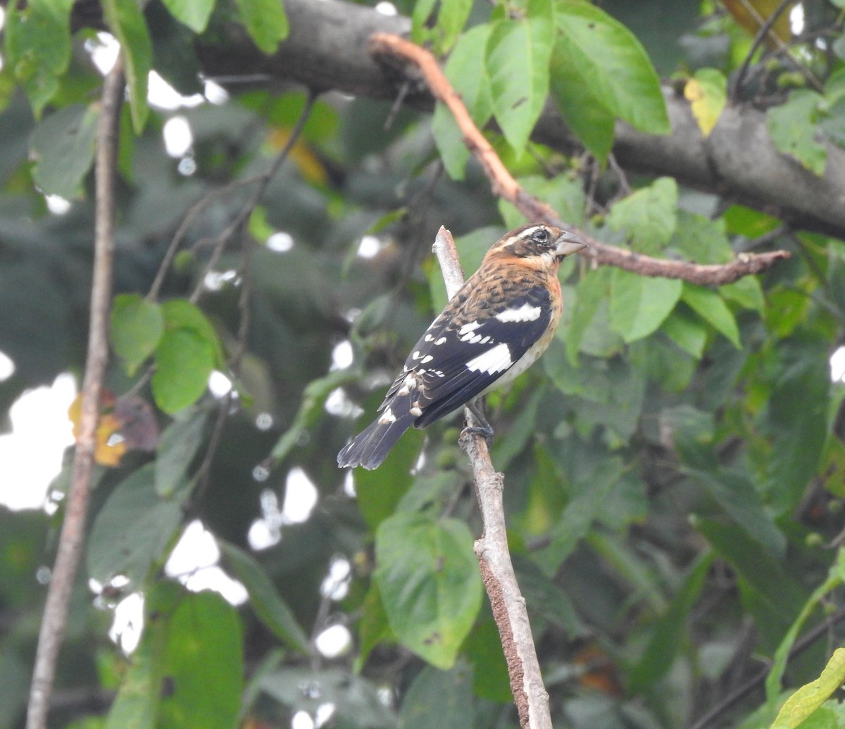 ムネアカイカル - ML645694599