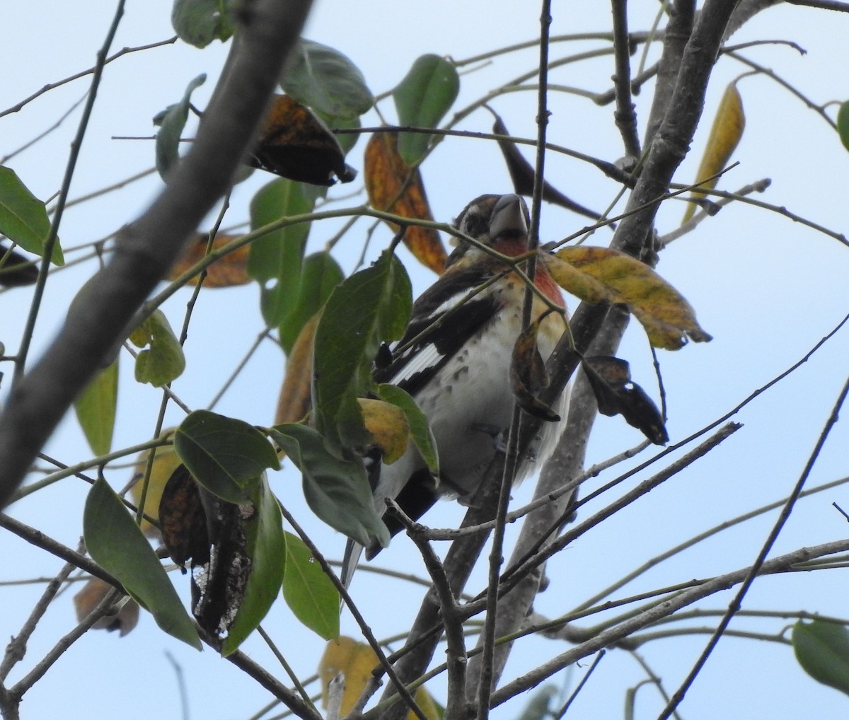 ムネアカイカル - ML645694600