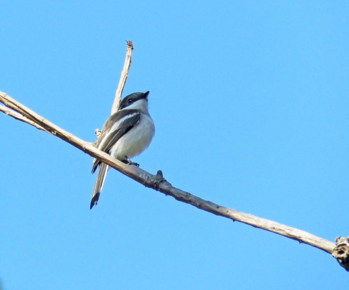 ヒタキサンショウクイ - ML645694601