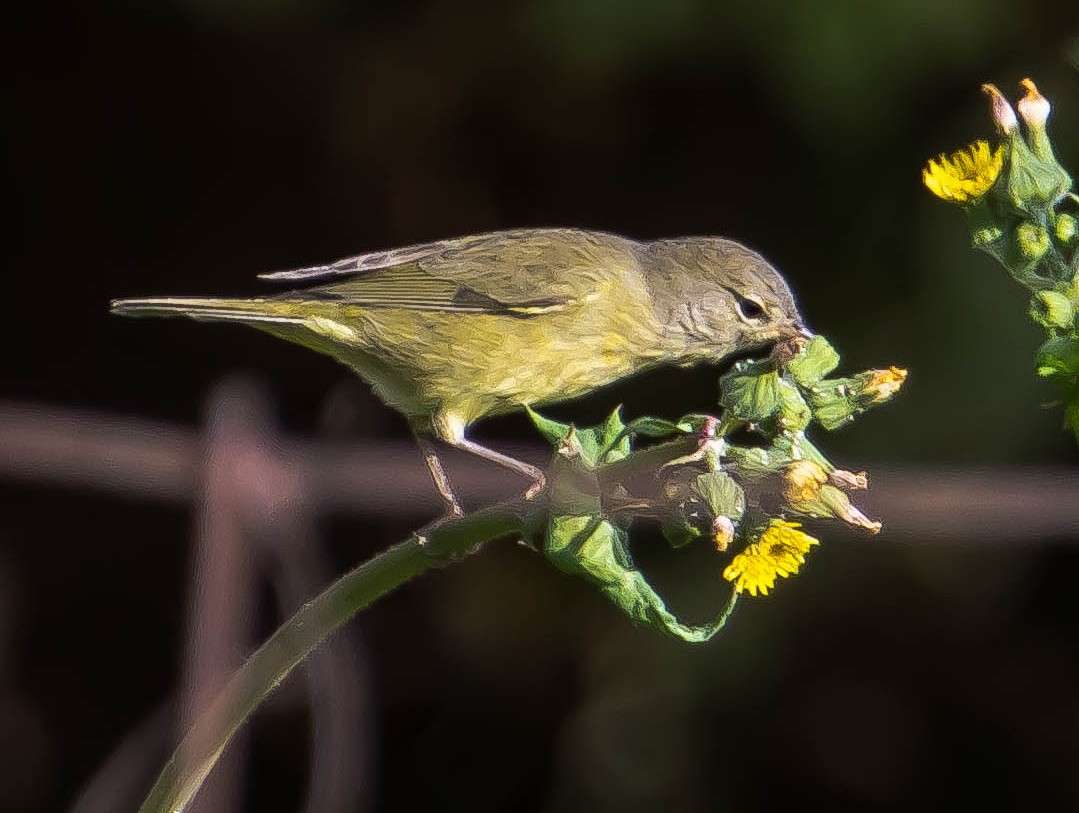 サメズアカアメリカムシクイ - ML645694602