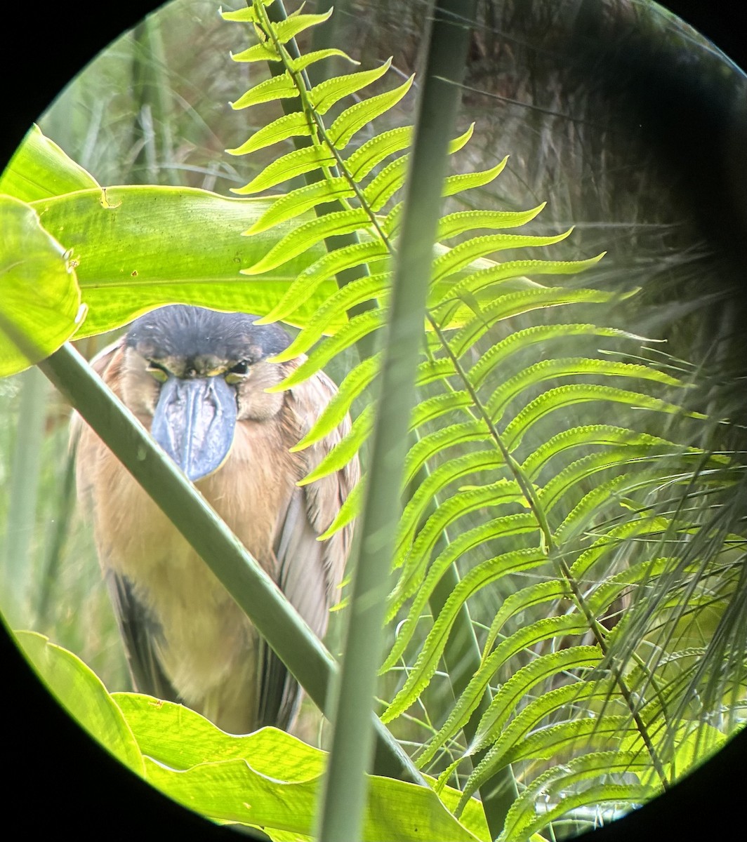 ヒロハシサギ - ML645694604